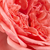 Rose - Rosiers floribunda - Kimono